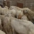 تم البيع