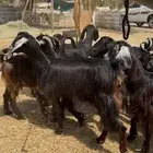تم البيع