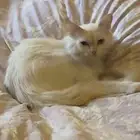 قطط