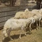 10حريات بفحلها طيبه ع580يابلاش