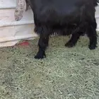 تيس عارضي معرف