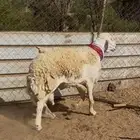 تم البيع