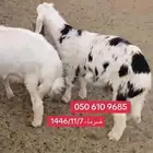 طلي. نجدي تم البيع.