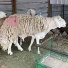 طلي فحل صنف الصنف