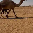 خلفه كفوو للبيع مصغر مجهم مجاهيم