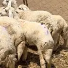 تم البيع