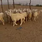 بهم للبيع تربية