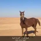 حصان