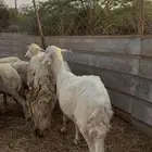 تم البيع