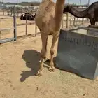 للبيع بكره حمراء