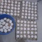 بيض بلدي مخصب