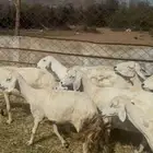 تم البيع