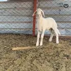 طلي حري صنف