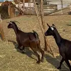 12 معزا جنوبيات دفيع حمر ع540ريال