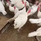 دجاج رومي