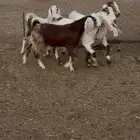 جفرات