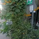 تنسيق حدائق وزراعة الثيل فنى زراعه أبو سجي