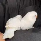 فروخ روز البينو تم البيع