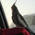 عرض خاص كروانين جوز زكر ونثى اليفين