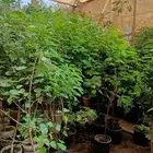 متخصص في صيانه وتنسيق الحدائق
