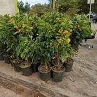 زراعه