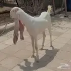 جفره حجازيه هولنديه بيضاء