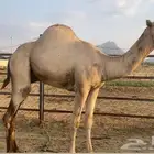 فرع مشروع فحل ارك للبيع