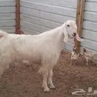 نقل عفش وحلال وطيور سياره جمس