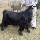 تيس فحل عارضي