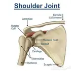 شرح مادة التشريح و وظائف الأعضاء و علم الأمراض... إلخ