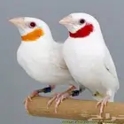 طائر المذبوح طفرة الالبينو