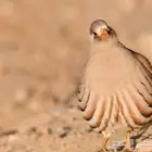 حجل جبلي