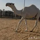 قعود مفرود