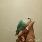 روز