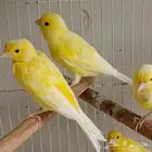 كناري للبيع العدد 9حبات ثلاث ذكور والباقي انثى