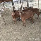 رخال سواكني