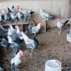 ديوك فيومي صافي