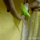 للبيع عصافير حب أنثى انجليزي وذكر مخلوط با هولندي