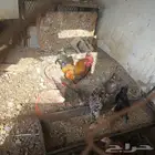 دجاج بلدي