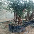 للبيع اشجار زيتون معمر
