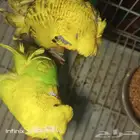 زوج بادجي هوقو