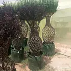 جهنميه تايلندي اشجار تمر حنه اشجار الزيتون