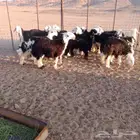 عرض رخال نجد صنف وطياب
