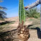 نخل للبيع بجميع أنواعه