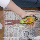 ببغاء كنيور يلو سايد