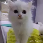 قطط شيرازي للبيع