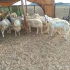 حري دفيع