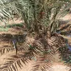 غرس شيش