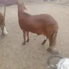 جبر ناهي سواكني اوزان فوق ال 45