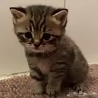 ابحث عن (كيتن للتبني)